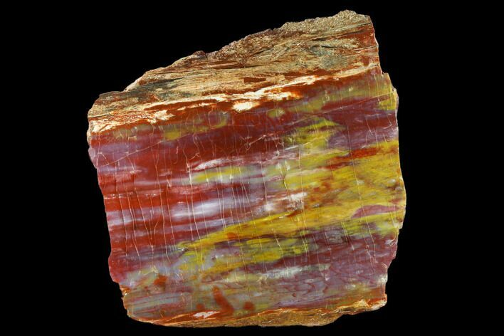 Colorful Petrified Wood (Araucarioxylon) Section - Arizona #132201